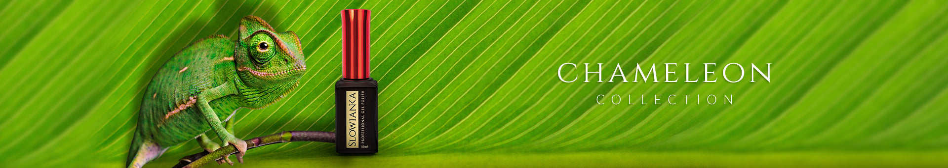 Chameleons Collection